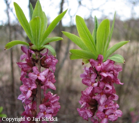 Daphne mezereum, lehtonsi